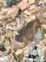 Astragalus layneae