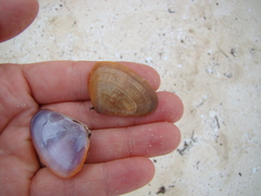 Latona cuneata