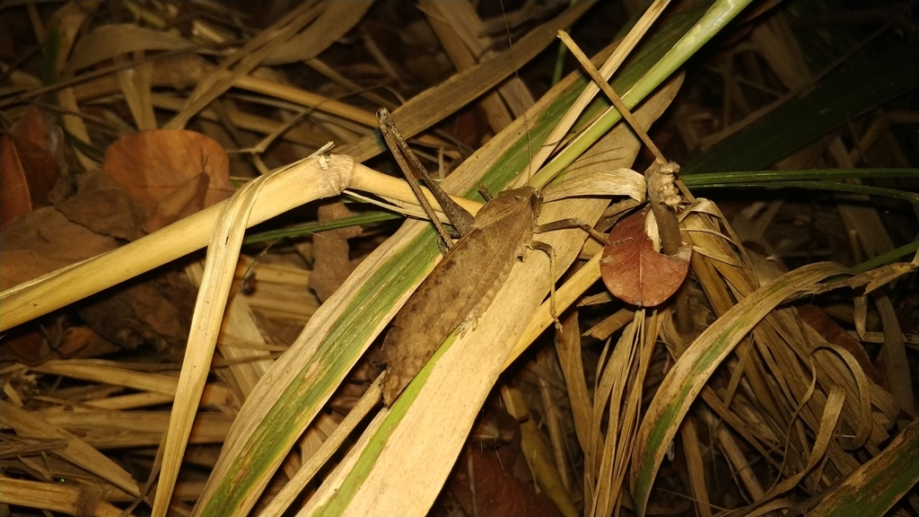 Mecopoda confracta