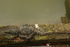 Varanus salvator salvator