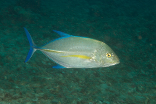 Bluefin Trevally