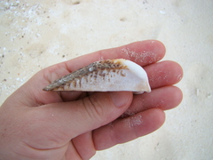 Lamarcka ventricosa