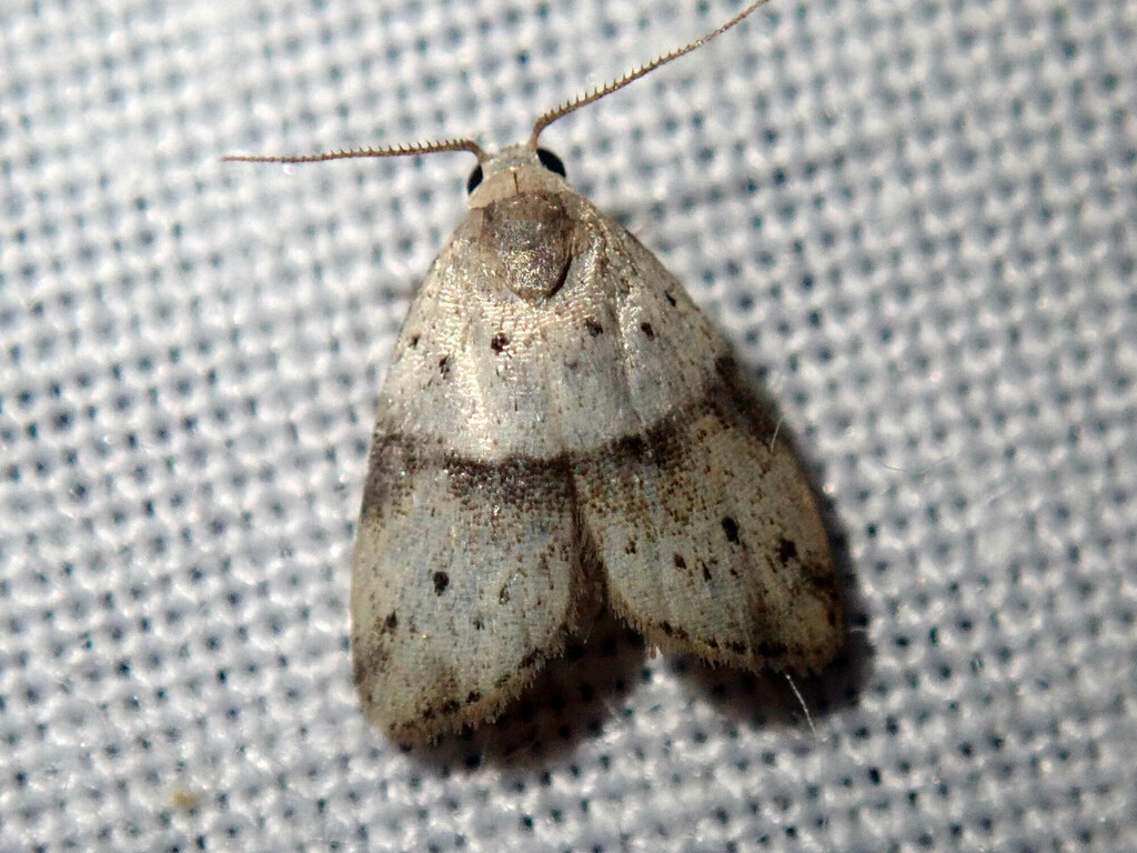 Stictane gemina