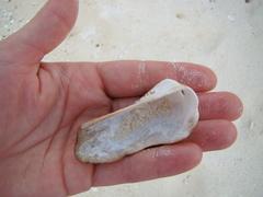 Lamarcka ventricosa