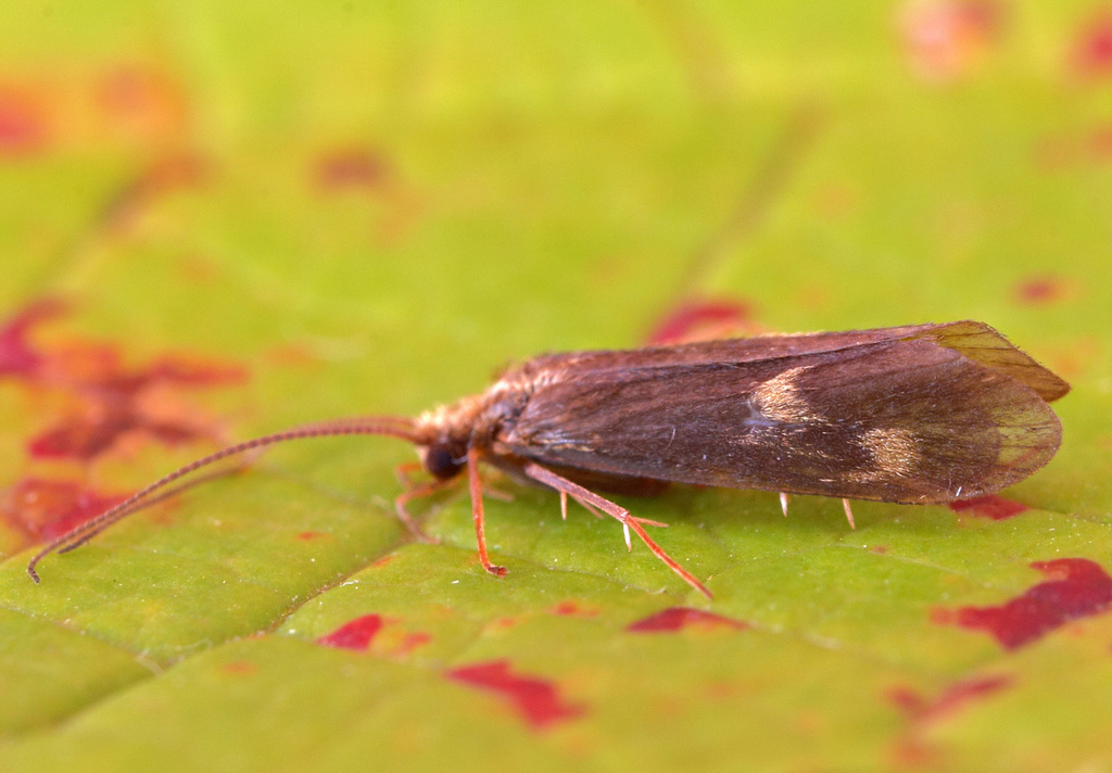 Neureclipsis bimaculata