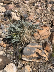 Astragalus layneae