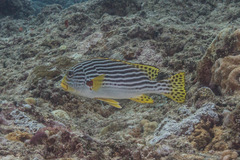 Plectorhinchus lineatus