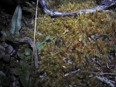 Rhytida australis