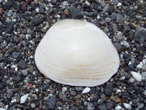 Arotonaias cyrenoides