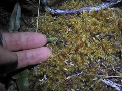 Rhytida australis
