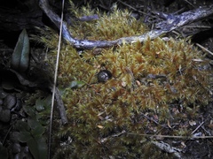 Rhytida australis image