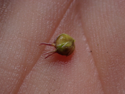 Image of Muraltia alticola by (c) Ren Hoekstra, some rights reserved (CC BY)