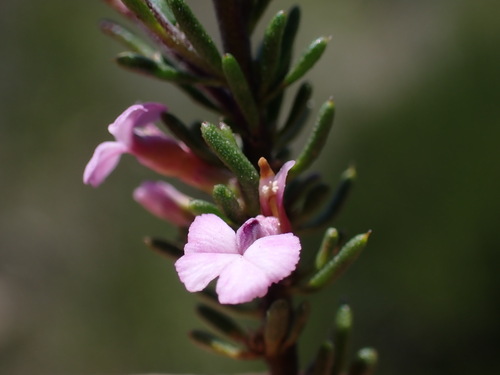 Image of Muraltia alticola by (c) Ren Hoekstra, some rights reserved (CC BY)