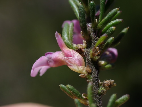 Drakensberg Purplegorse (Muraltia alticola)