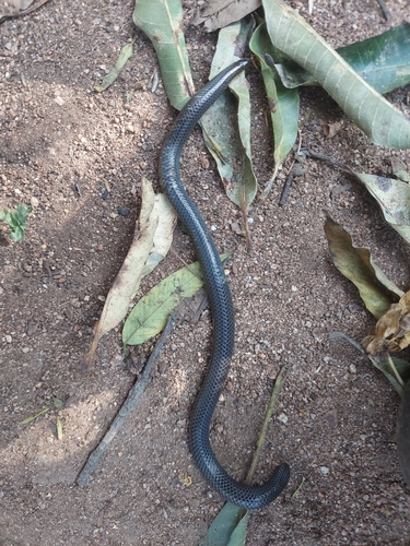 Uropeltis jerdoni
