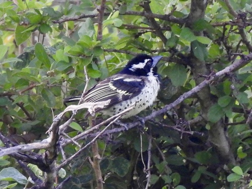 Spot-flanked Barbet (Tricholaema lacrymosa), photo 8