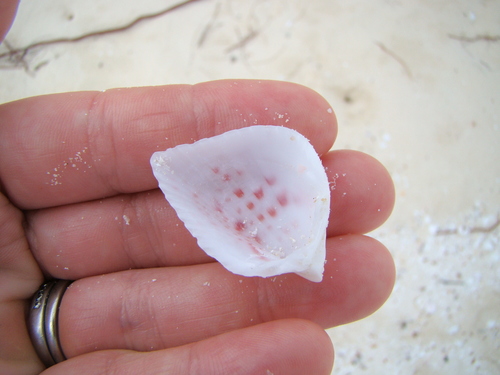 Lunulicardia hemicardium