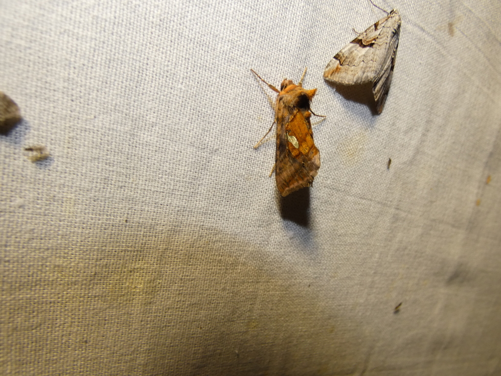 Autographa excelsa
