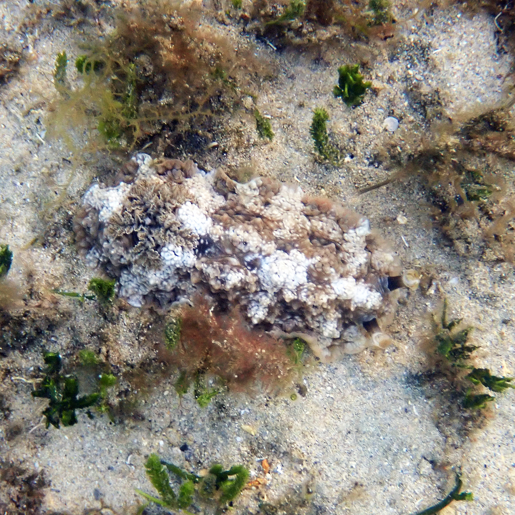 Warty Sucking Dorid
