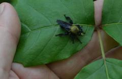 Laphria flavicollis