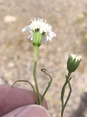 Chaenactis stevioides