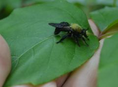 Laphria flavicollis
