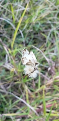 Heliopetes omrina