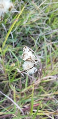 Heliopetes omrina