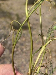 Chaenactis stevioides