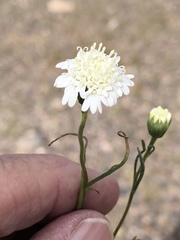 Chaenactis stevioides