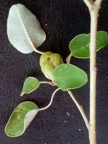 Croton peltieri
