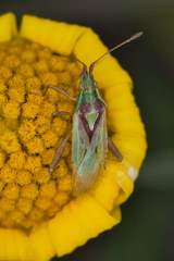 Harmostes reflexulus