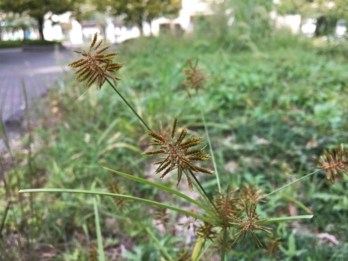 Cyperus amuricus iNat (3)