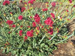 Eriogonum grande rubescens