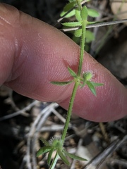 Galium virgatum