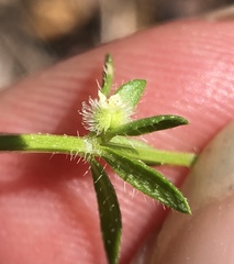 Galium virgatum