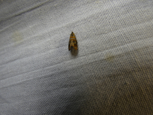 Olethreutes subtilana