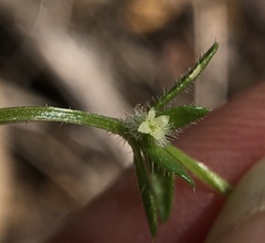 Galium virgatum