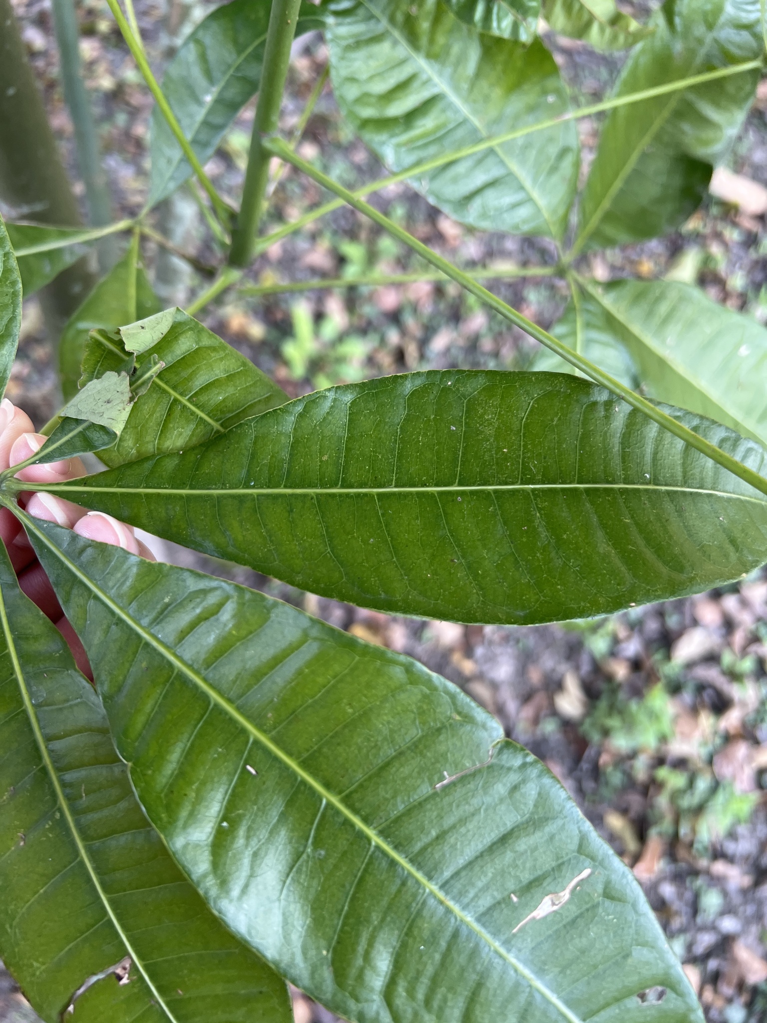Imagem de Castanha-do-maranhão