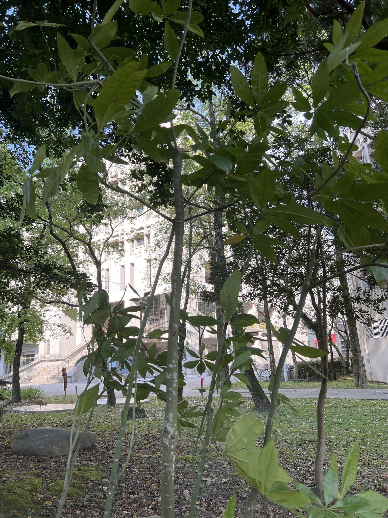 Imagem de Castanha-do-maranhão