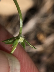 Galium virgatum