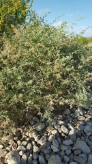 Atriplex lentiformis breweri