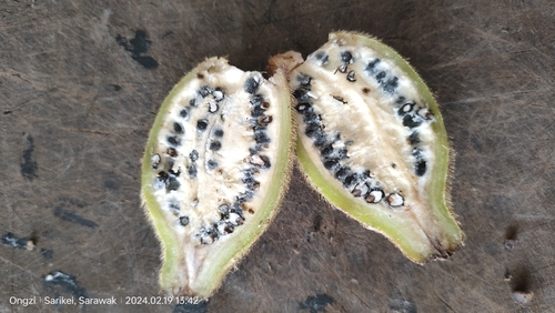 Musa hirta (Musa hirta)