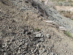 Asclepias cryptoceras davisii