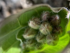 Asclepias cryptoceras davisii