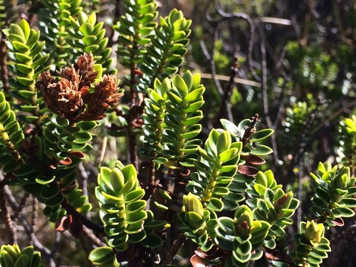 Veronica odora
