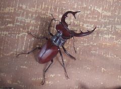 Lucanus elaphus