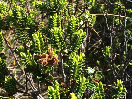 Veronica odora
