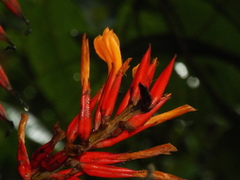 Pitcairnia brittoniana image