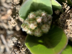 Asclepias cryptoceras davisii